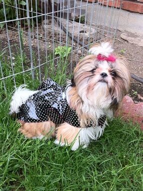 Black Polka Dot Rain Coat with Hood